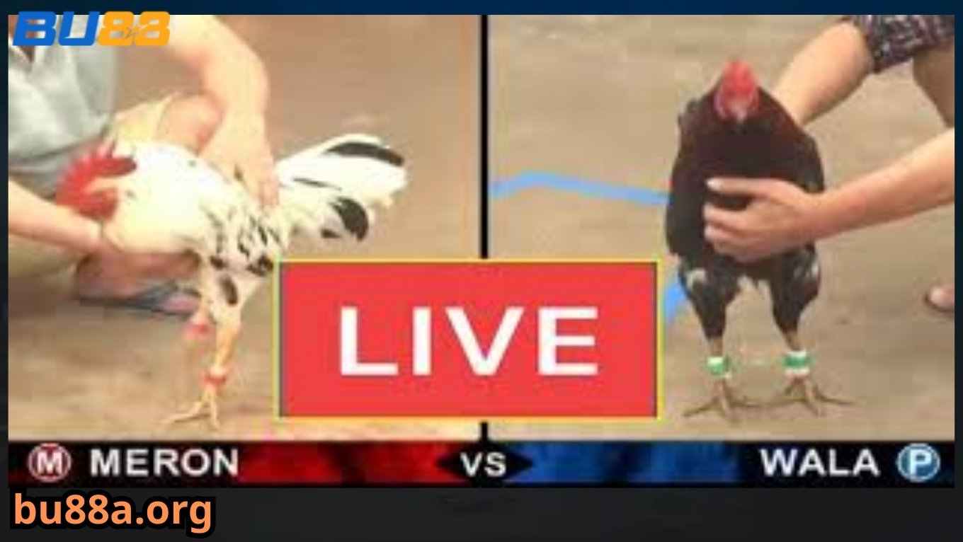 Đá gà cựa dao được live trực tiếp tại BU88
