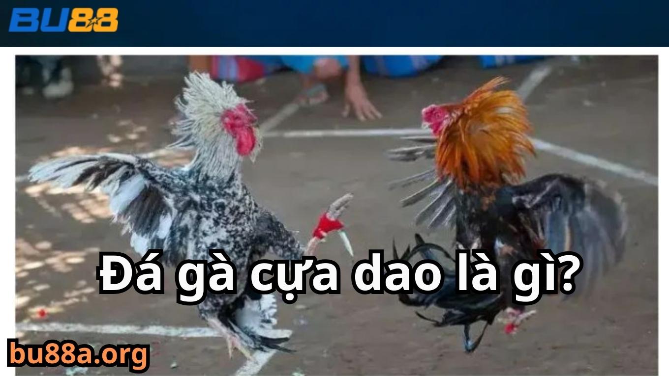 Đá gà cựa dao là gì?