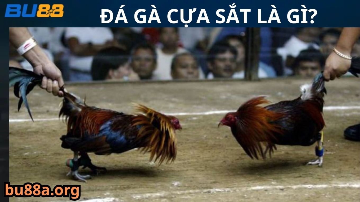 Đá gà cựa sắt là gì?