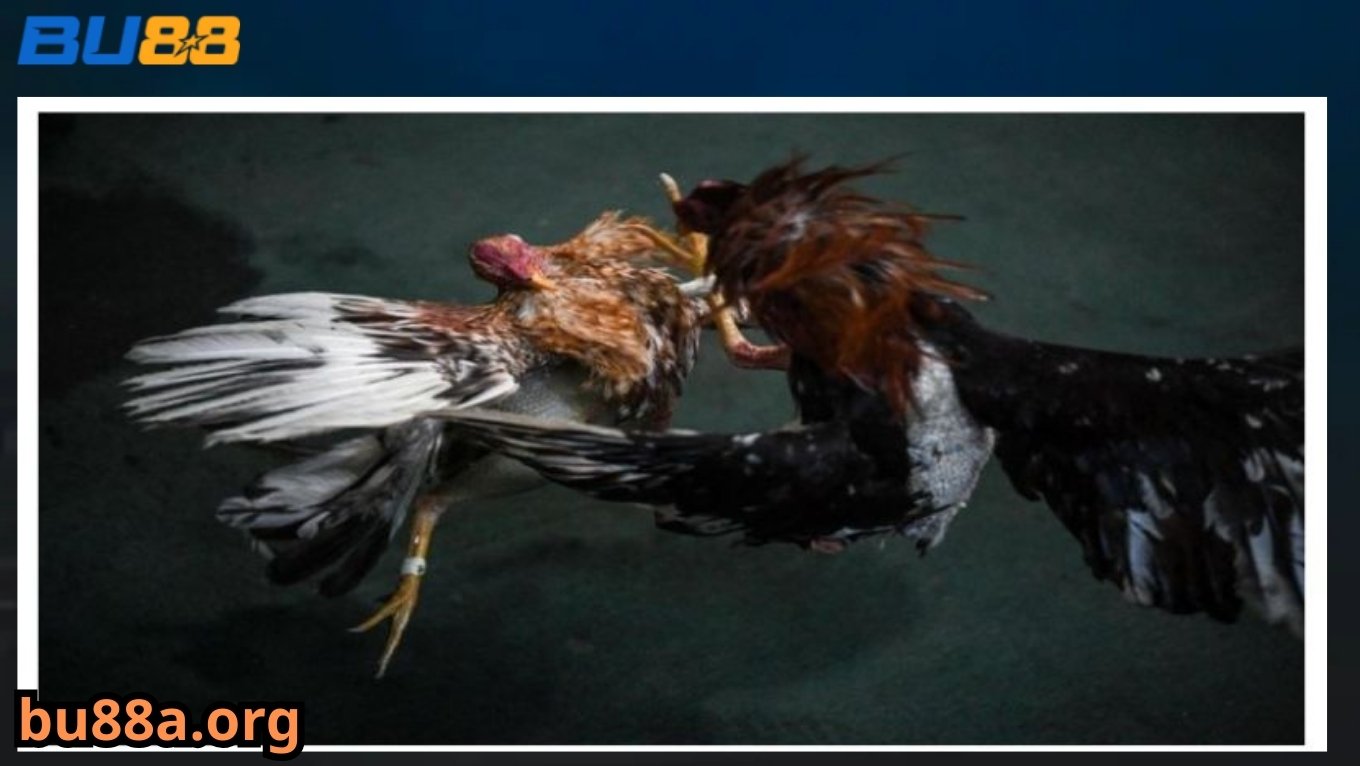 Kinh nghiệm cược đá gà cựa dao tại BU88